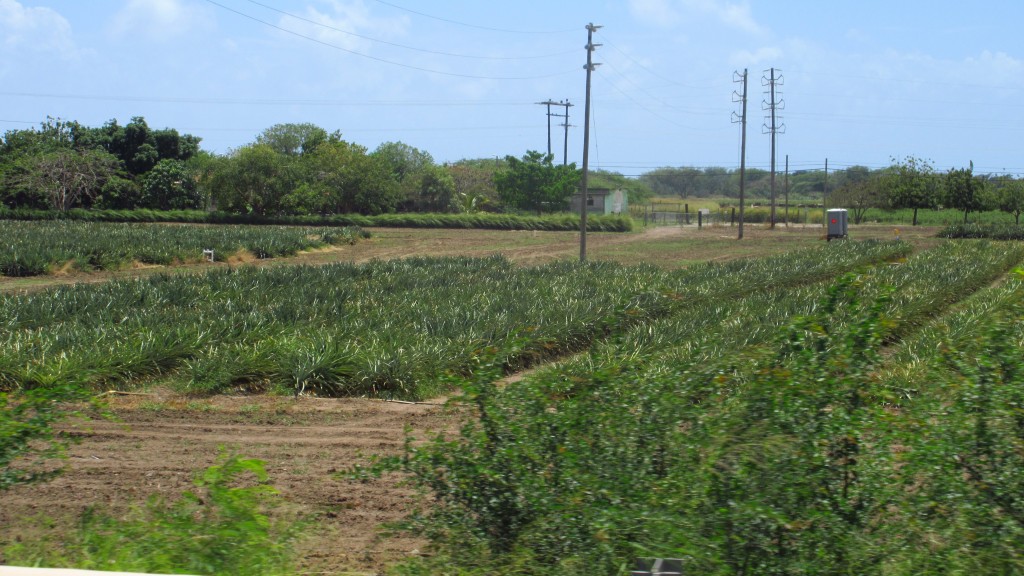 Pineapple fields