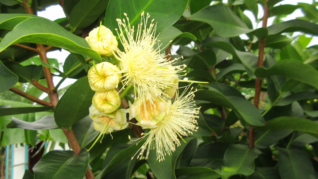 Pomarrosa flower