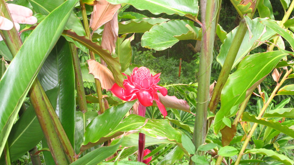 Torch Ginger