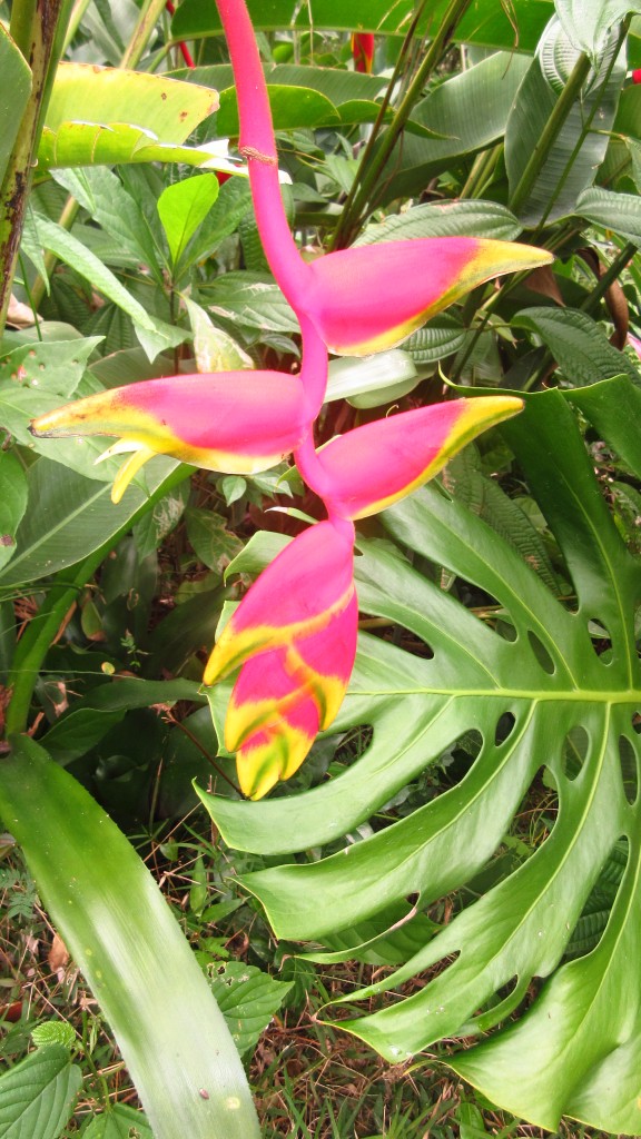 Tropical gardens flowers