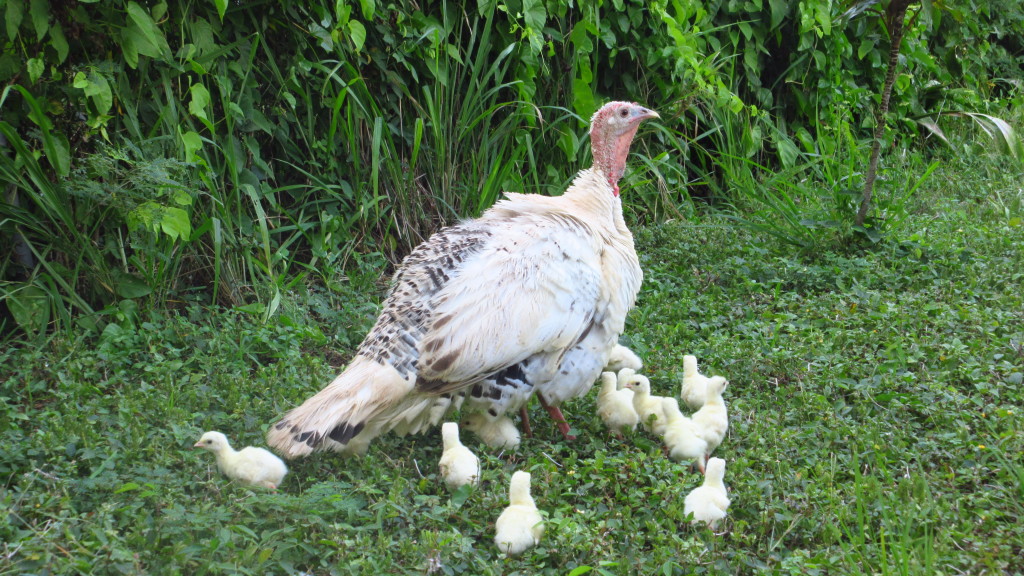 Turkey mama and babies