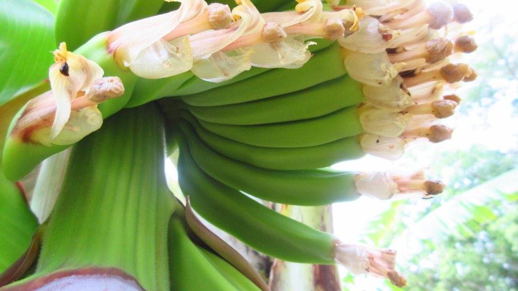 Banana flowers