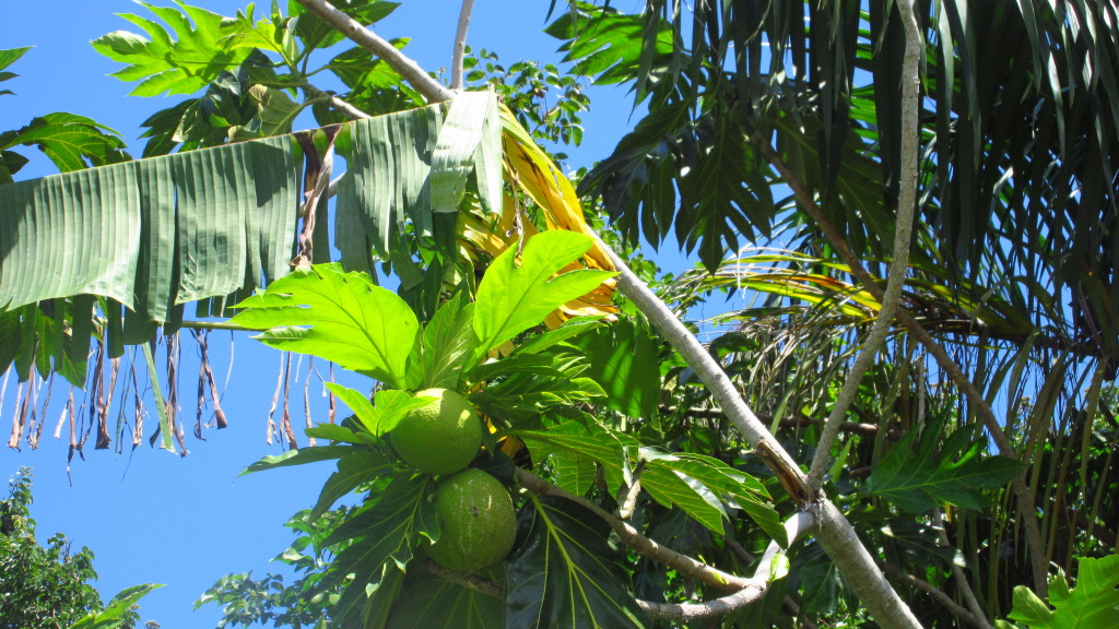 Breadfruit