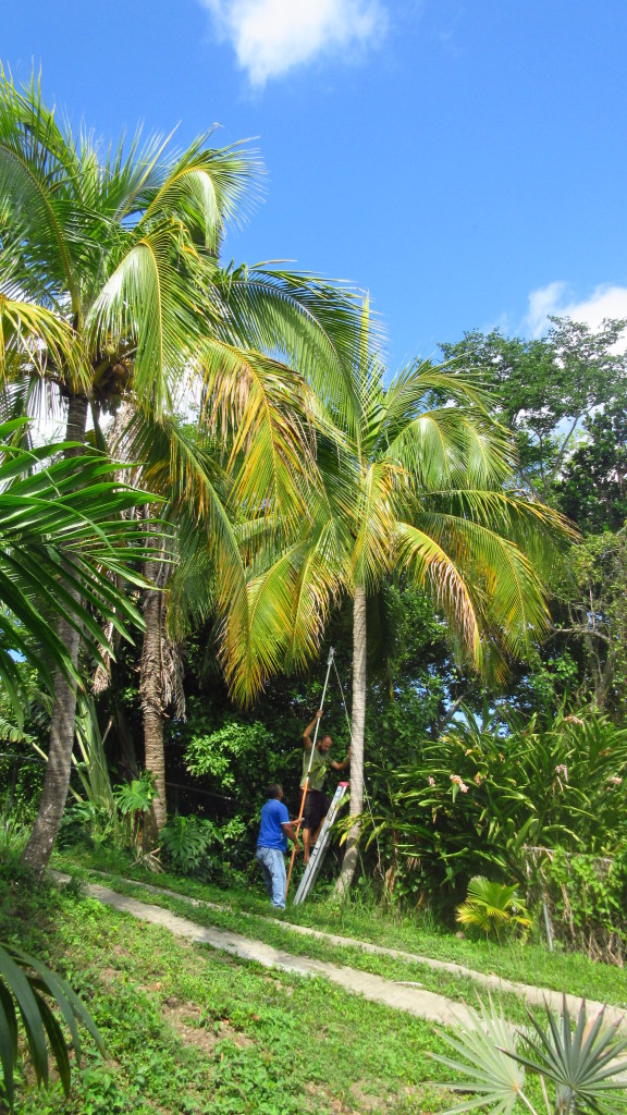 Harvesting Coconuts