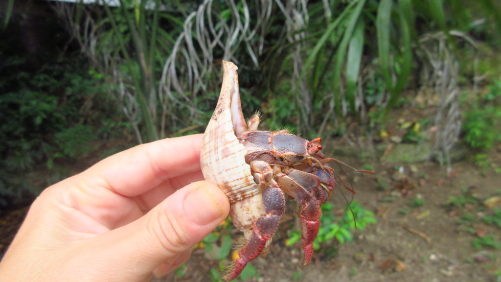 Hermit Carb