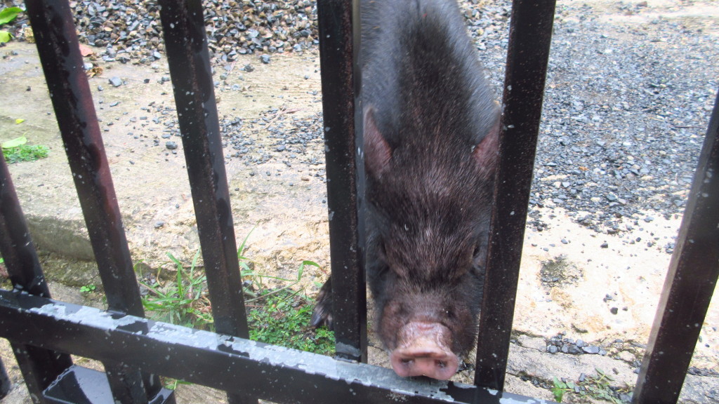 Pig at the gate