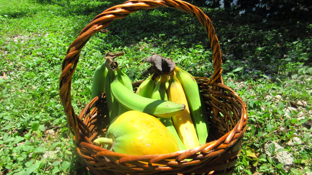 Plantains and lechosa