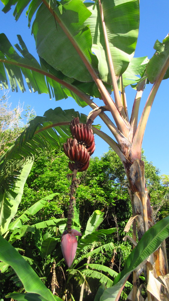 Red Bananas