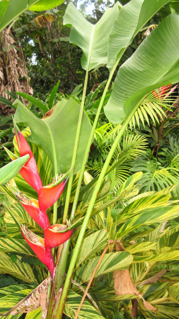 Tropical Garden flower