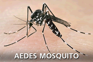 aedes