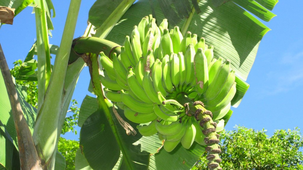 bananas