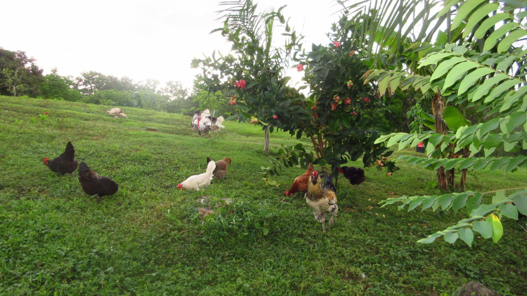 chickens and pomarrosa