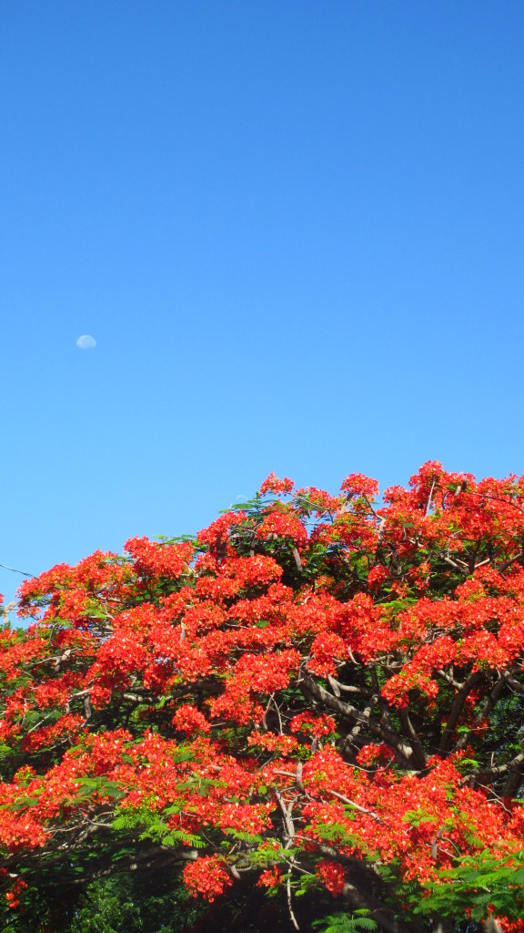 Flamboyant moon