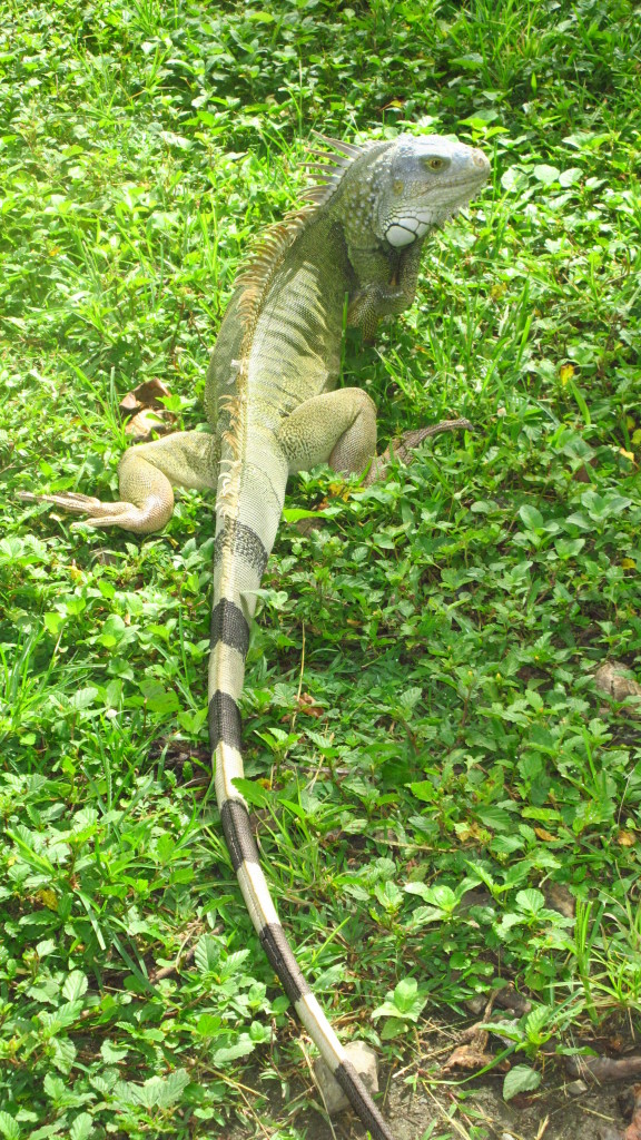 Iguana