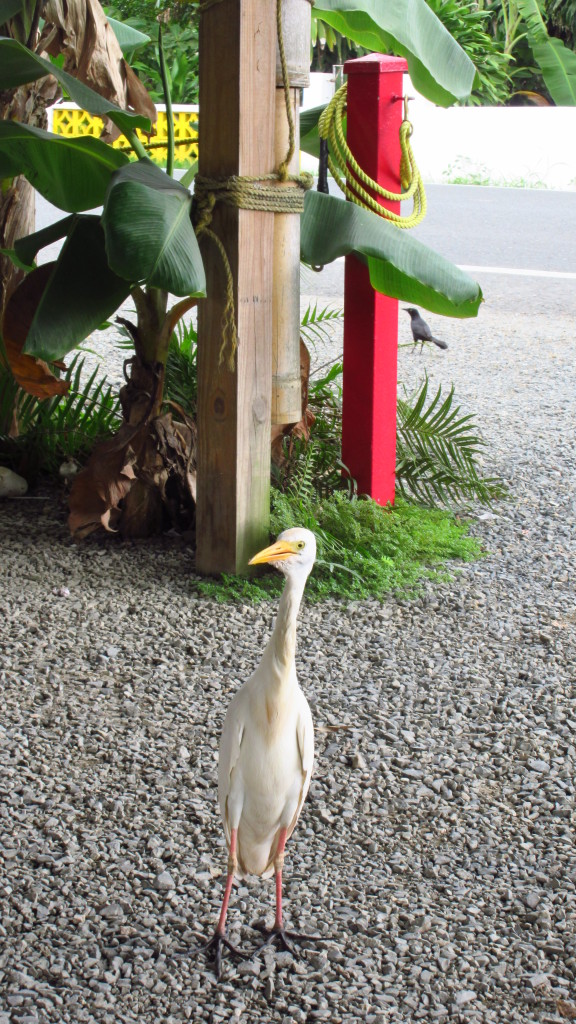 Birds at pollo al carbon