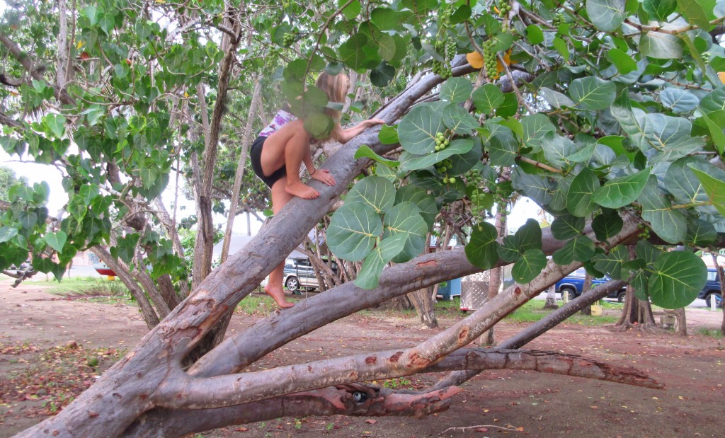 Climbing trees crop