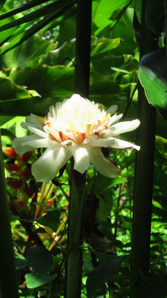 Ginger flower