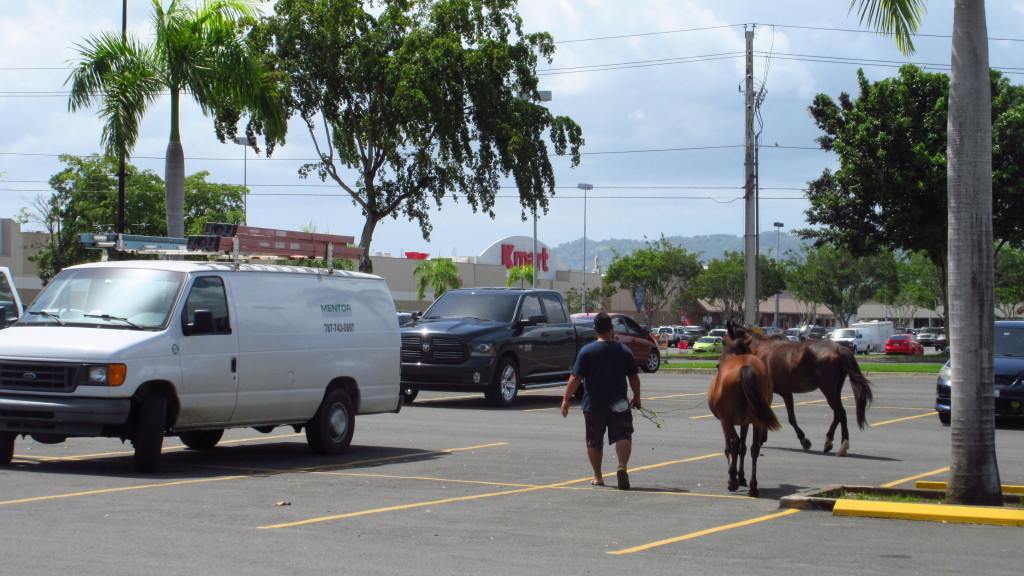 Horses in parking lot