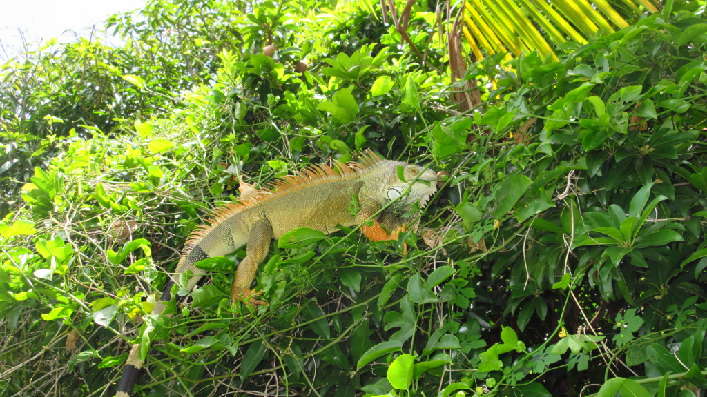 Big Iguana