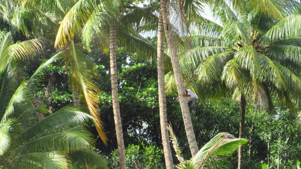 Climbing Coconut tree