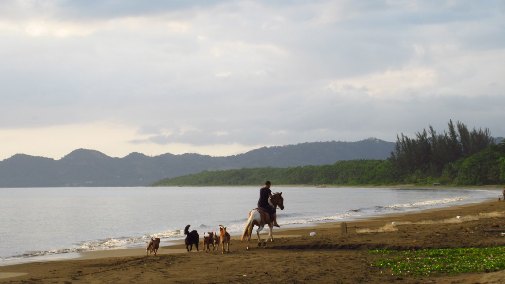 Dogs and Horse on Beach