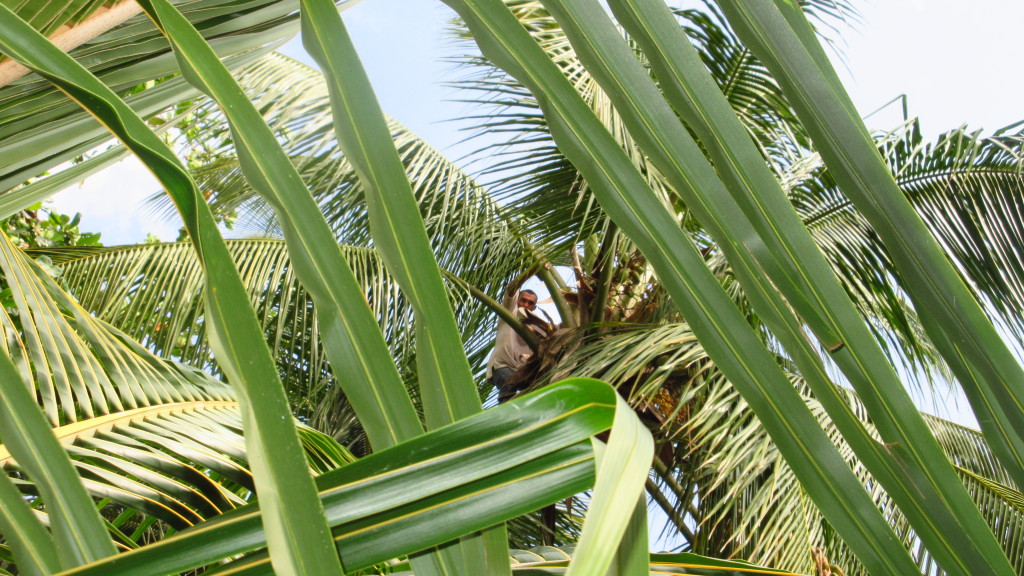 Man in the trees