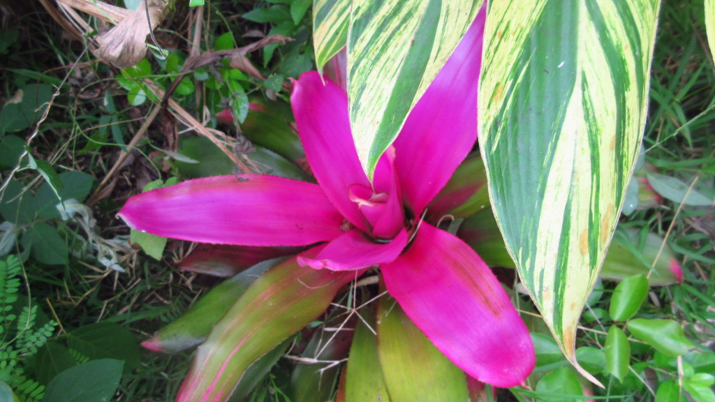 Pink bromeliad