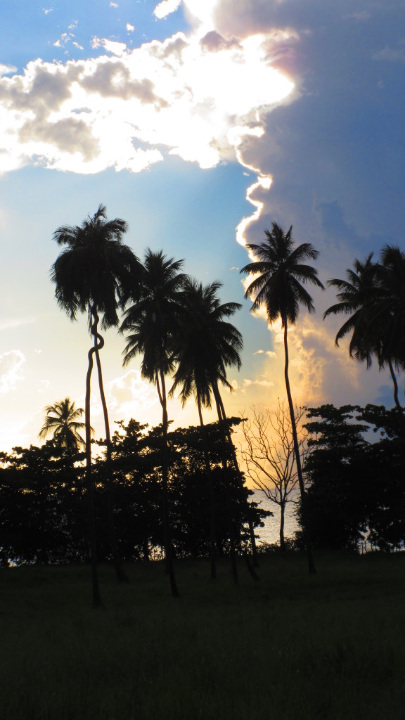 palms-and-ocean