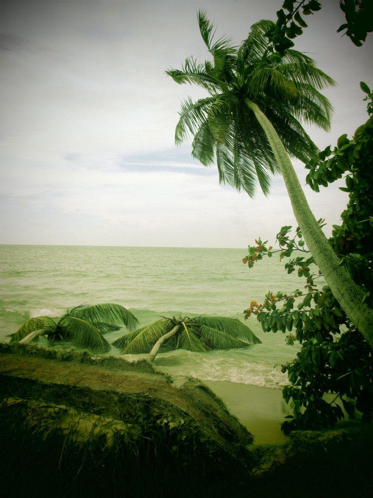palm-trees-in-ocean