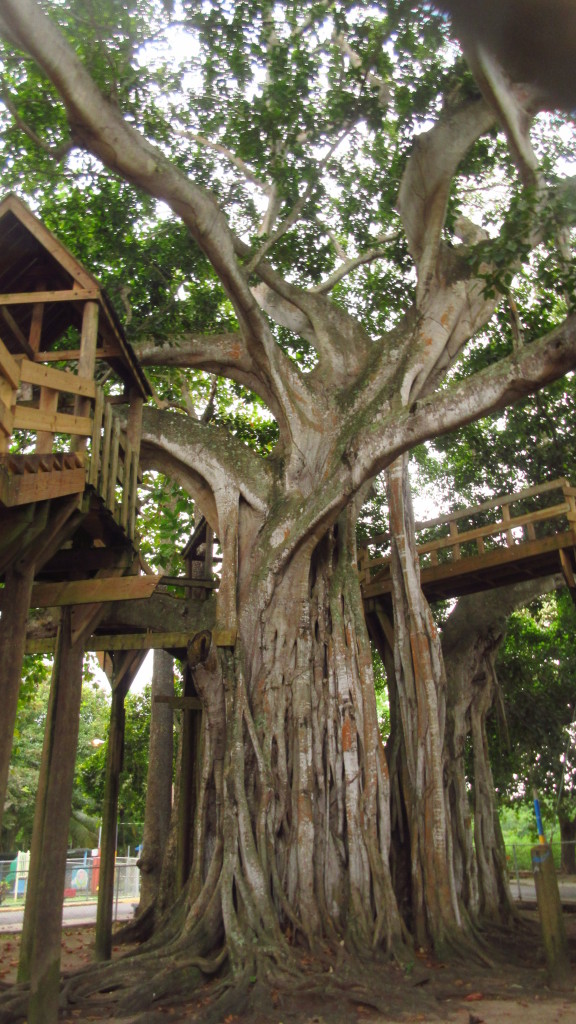 aguadilla-treehouse