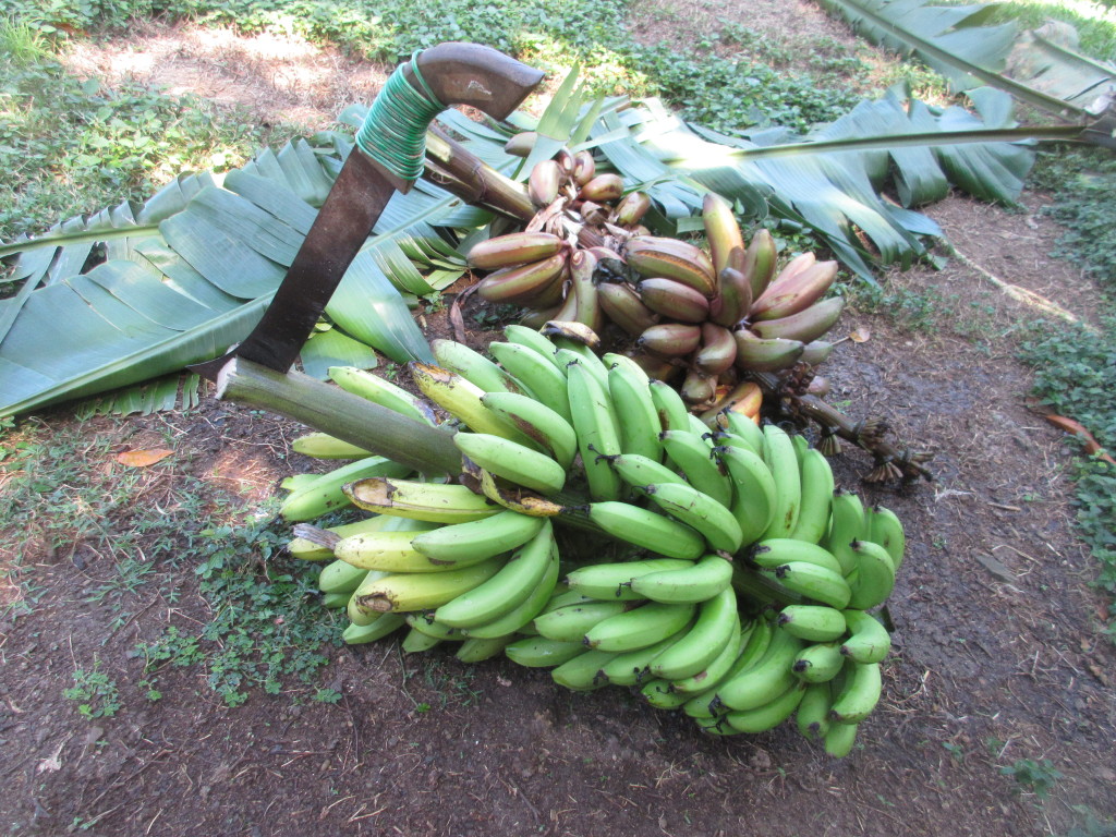 banana-bunches