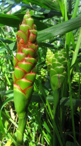 ginger