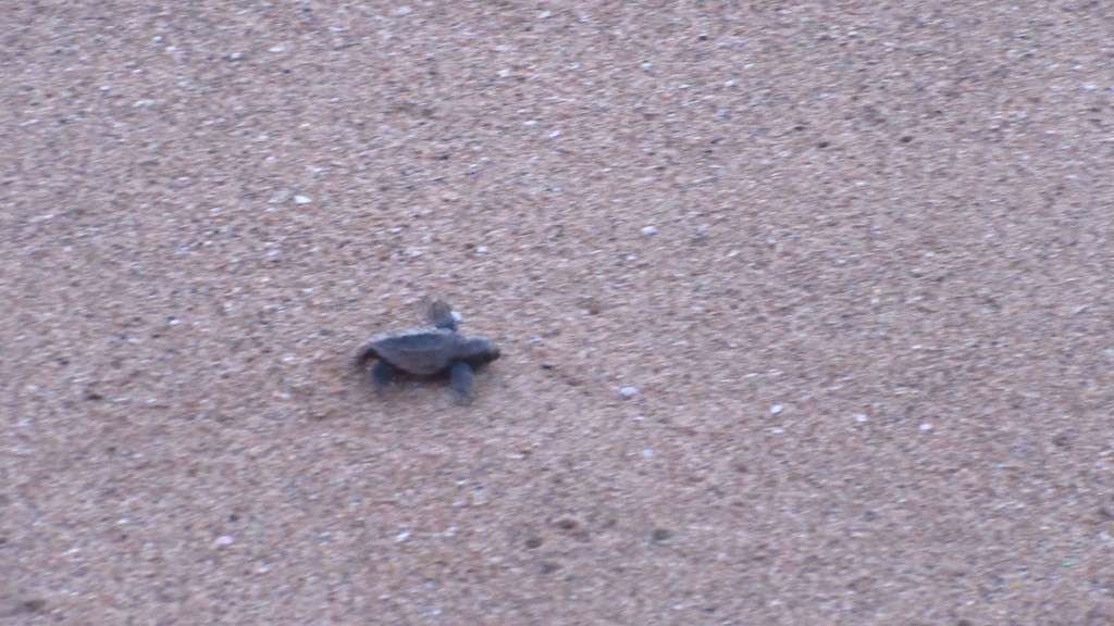 sea-turtle-baby