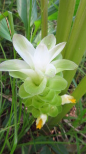 turmeric-flower