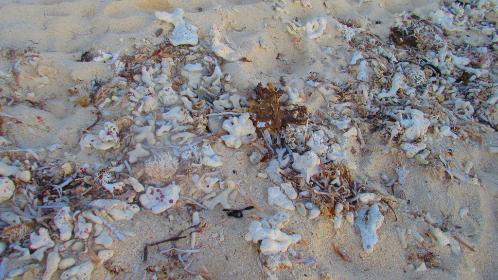 coral-boneyard