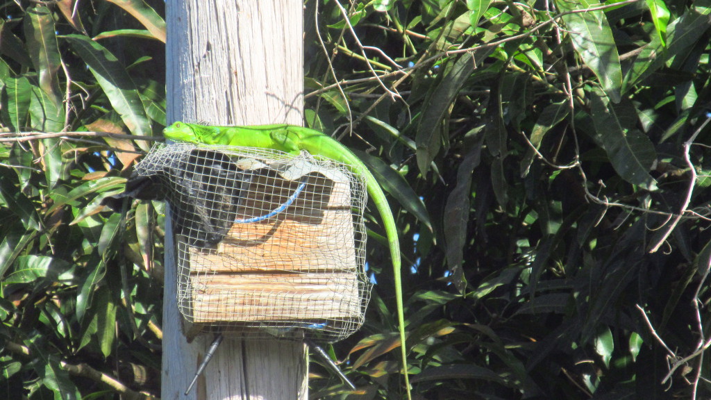 iguana-on-the-internet