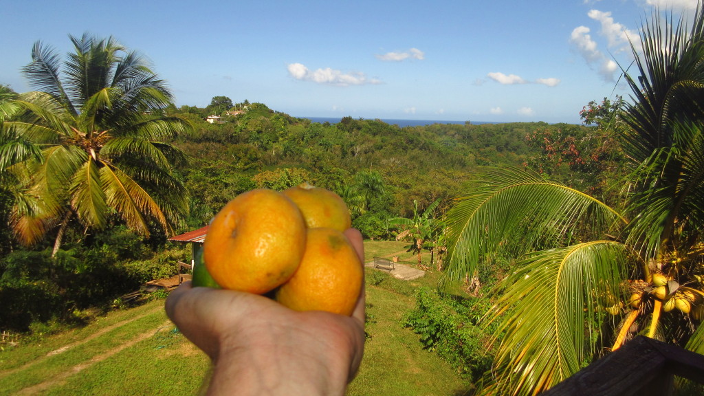 oranges