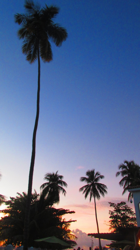 tall-palm-tree