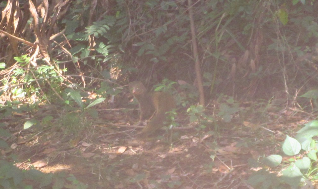 Ardilla Mongoose crop