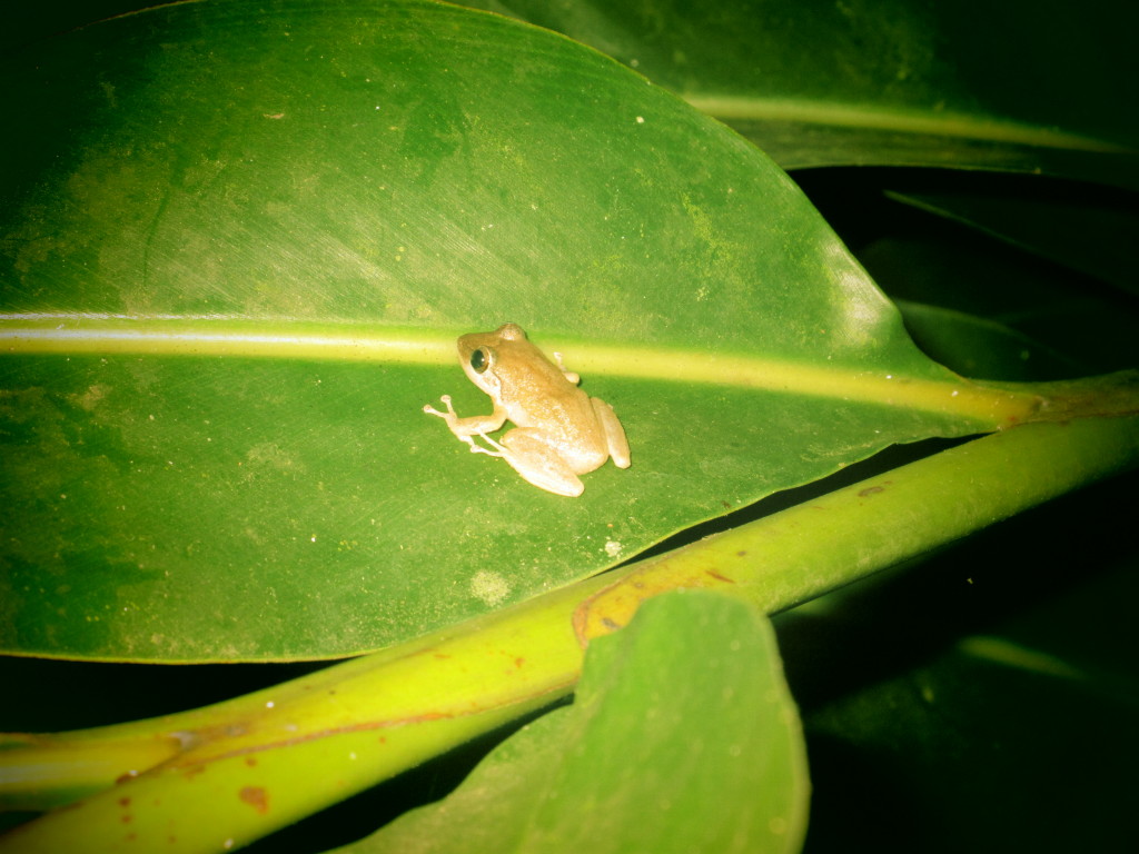 Coqui