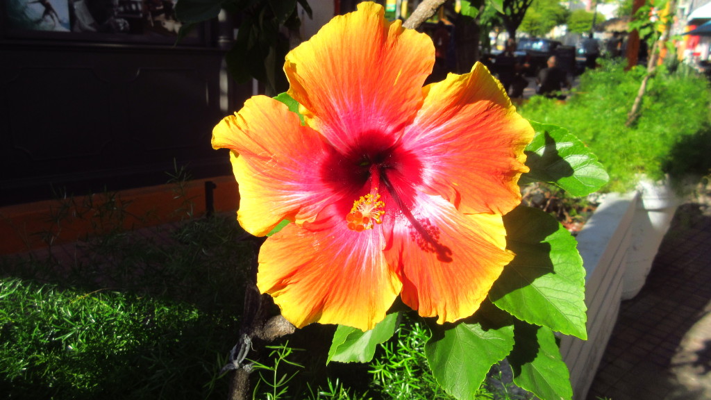 Hibiscus Flor