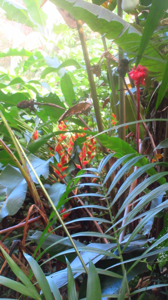 Jungle flowers