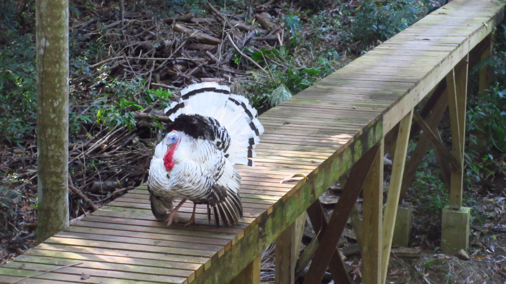 Turkey bridge