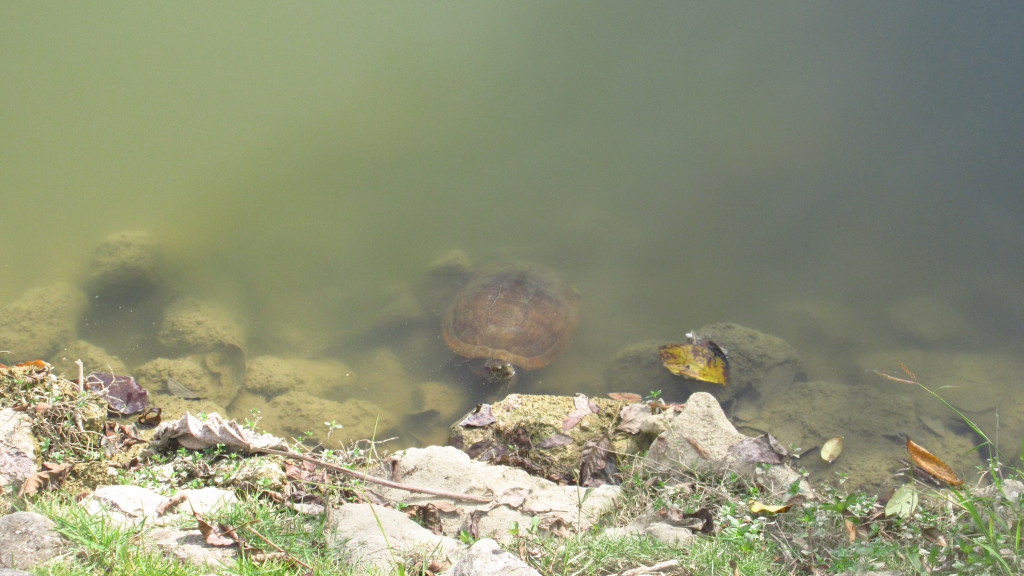 turtle