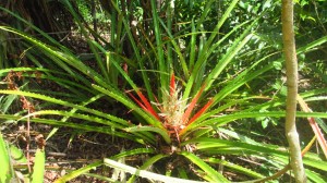 Bromeliad