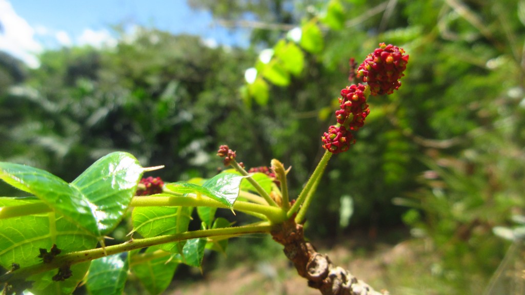 Carrasco berries