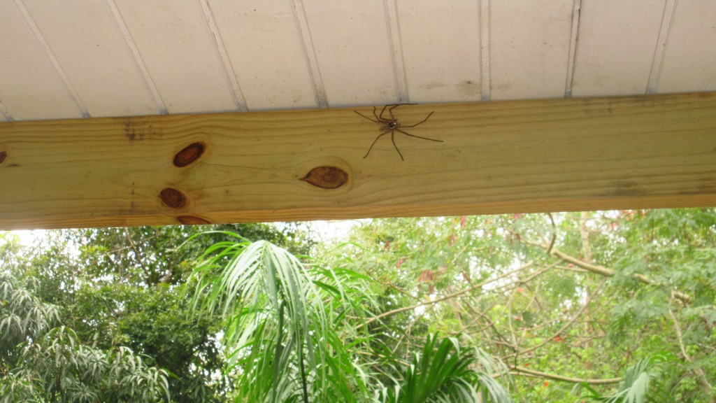 Huge Spider Huntsman