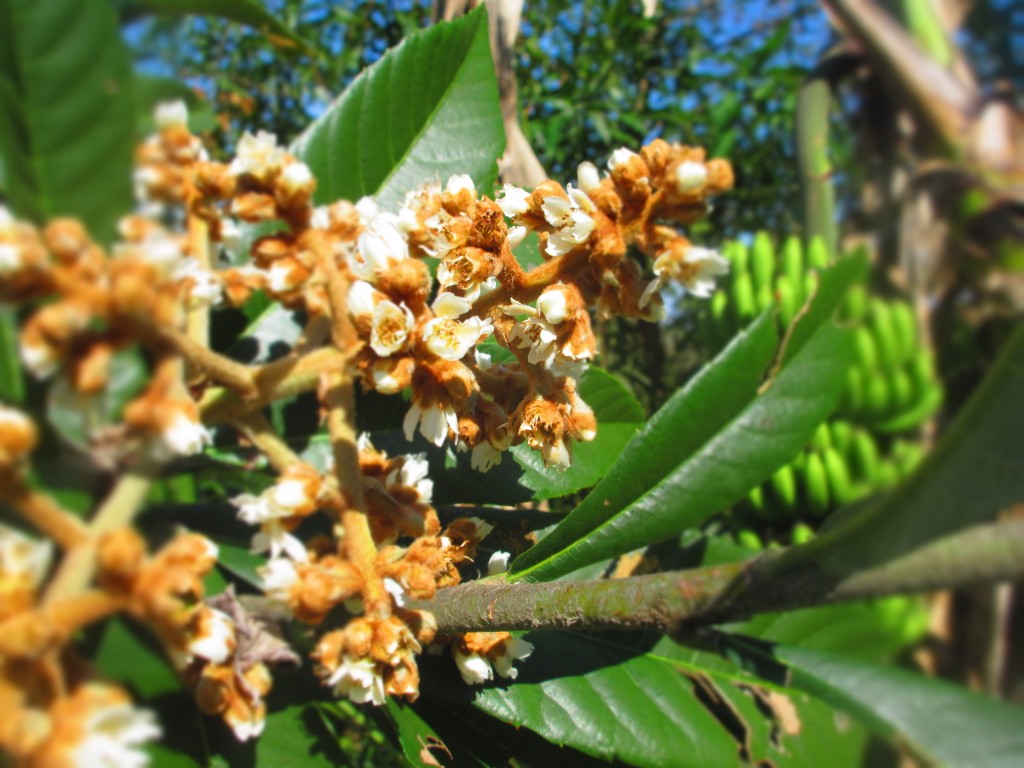 Japanese Nispero Flowers