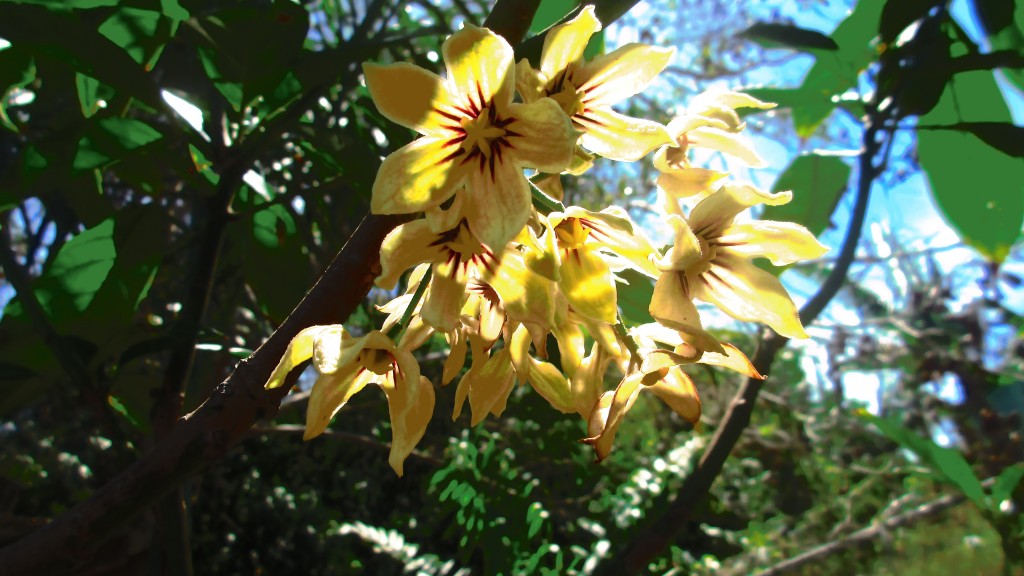 Kola cola nut flowers