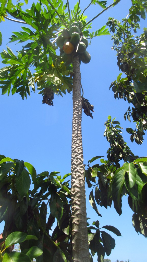 Papaya markings